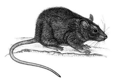 Дератизация &#8211; уничтожение мышей и крыс Щербинка