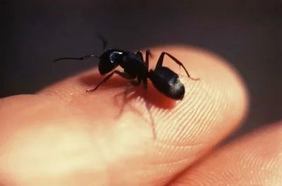 Уничтожение муравьев Щербинка